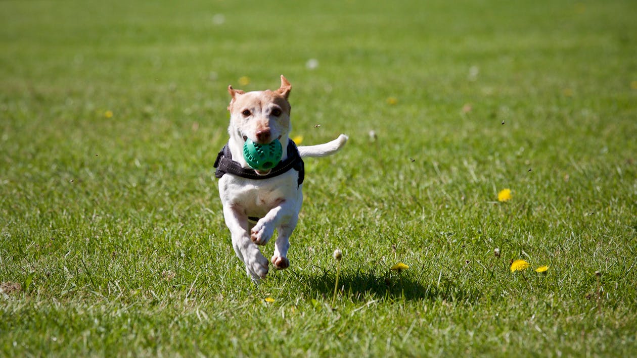 puppy training classes in doncaster